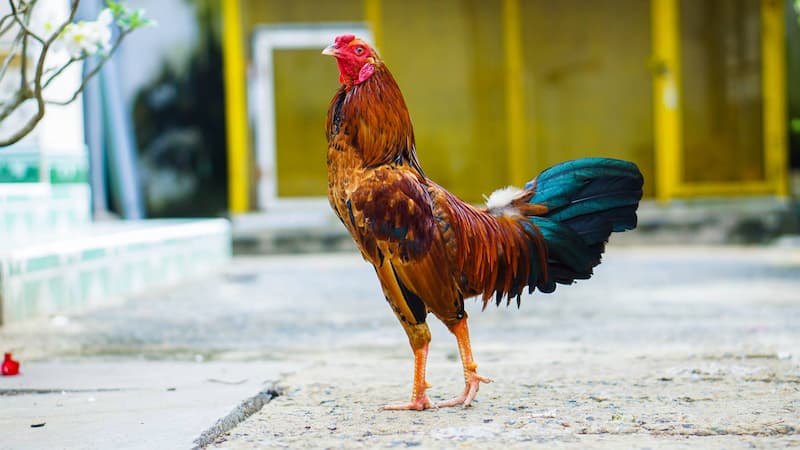 Đá Gà Tre Trực Tiếp - Cá Cược Đá Gà Tre Siêu Hấp Dẫn 2 Tính năng vượt trội của đá gà tre trực tuyến