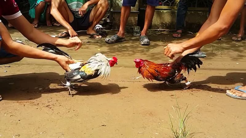 Đá Gà Tre Trực Tiếp - Cá Cược Đá Gà Tre Siêu Hấp Dẫn 3 Mẹo đá gà tre cho người mới tham gia hay nhất