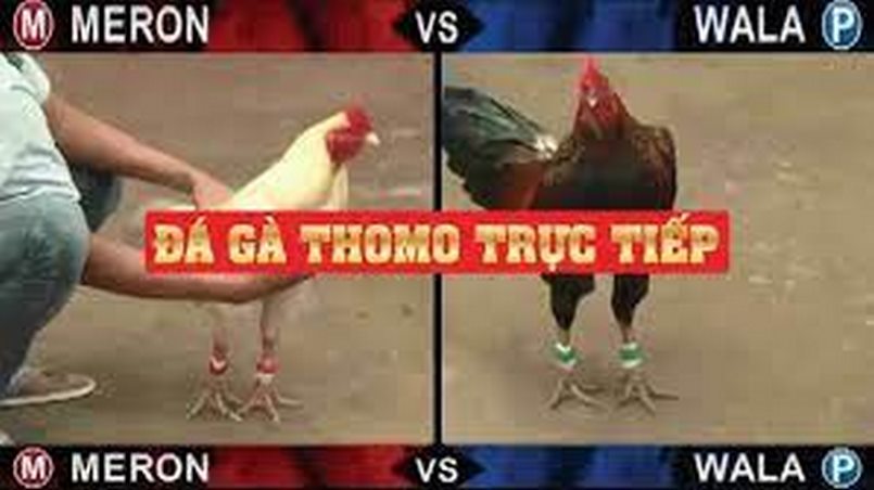 Đá gà Thomo và các yếu tố tạo nên sức hấp dẫn lớn 2 Đá gà Thomo nơi quy tụ những trận đấu đỉnh cao