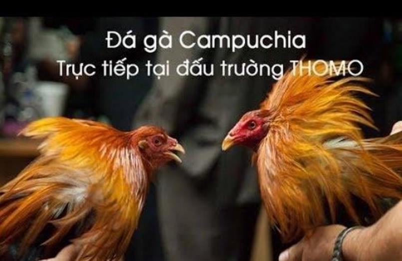 Đá gà Thomo và các yếu tố tạo nên sức hấp dẫn lớn 3 Trực tiếp đá gà Thomo trên các nhà cái uy tín