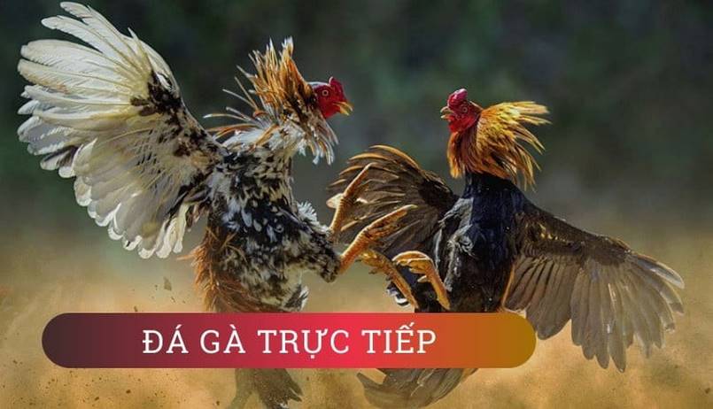Xem Đá Gà Trực Tiếp Thomo Tại Nhà Cái Đá Gà Online Betvisa 3 Lợi ích cơ bản khi xem đá gà trực tiếp